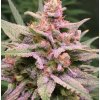 Expert Seeds - ZkittleZ Glue 5 ks - Semená neobsahujú THC