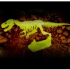 DAALO Sada pro malé archeology – Tyranosaurus Rex