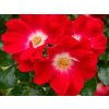 Ruža popínavá Red Queen, výška 50-60 cm, kvetináč 1,5 l