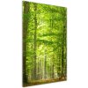 Vertikálny foto obraz sklo tvrdené Bukový les 50x100 cm