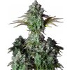 Fastbuds - Original Auto Big Bud 5 ks - Semená neobsahujú THC
