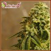 Dr. Krippling Seeds - Sherbet Gorilla 10 ks - Semená neobsahujú THC