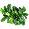 Dennerle Anubias barteri var. nana ´Kirin´