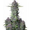 Fastbuds - Purple Punch Auto 100 ks - Semená neobsahujú THC