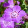Klinček sibírsky - Dianthus amurensis - semená - 100 ks