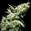 Sensi Seeds - Jamaican Pearl regular 10 ks - Semienka neobsahujú THC