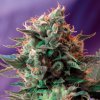 Sweet Seeds Jack 47 F1 Fast Version semena neobsahují THC 3 ks