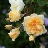 Rosa climbing ´ Alister stella gray´ Clt.5