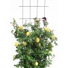 Pergola kovová Kadax mriežka 150 cm