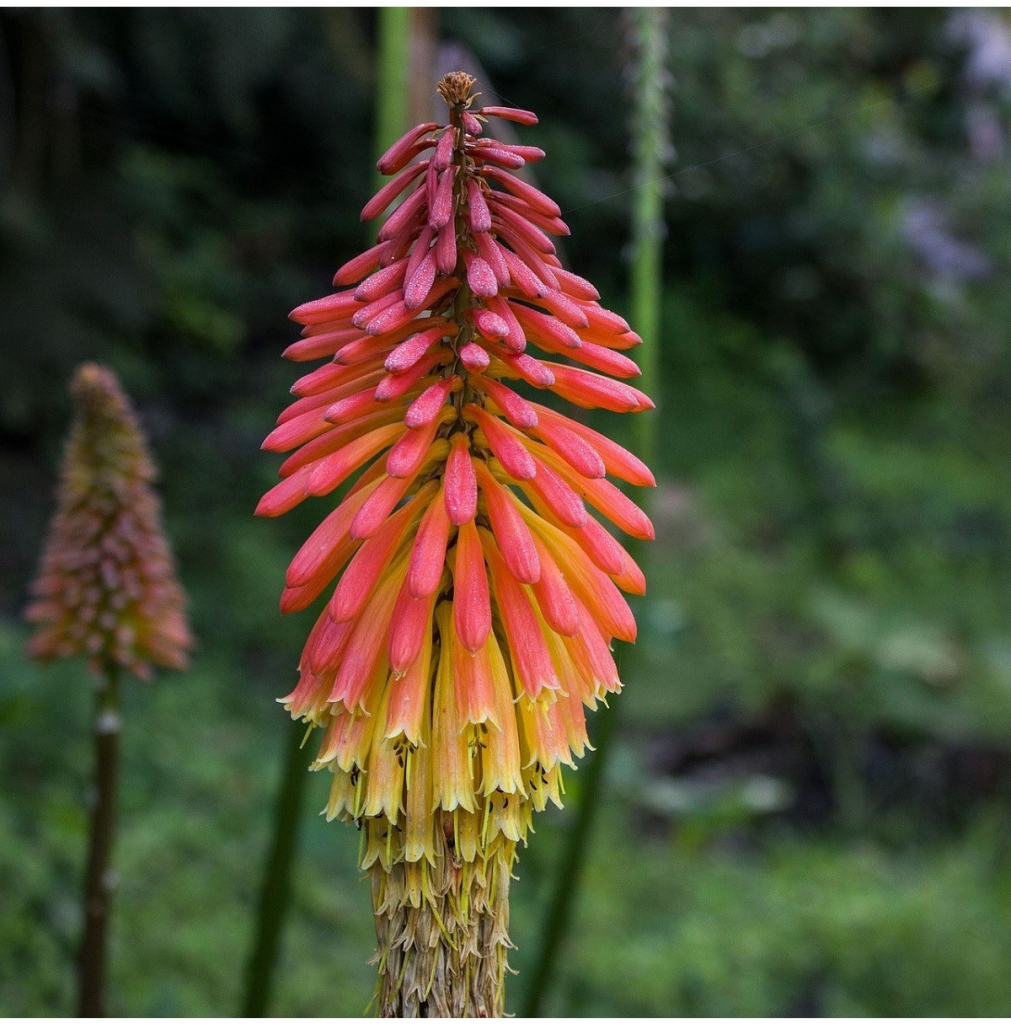 Fakľovka - Kniphofia - Kleopatrina ihla - semiačka - 4 ks