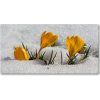 Foto obraz akrylový na stenu Krókusy v snehu 100x50 cm