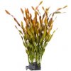 JK Vallisneria kameň 33 cm
