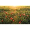 Komar Vliesová fototapeta Poppy World 450 x 280 cm