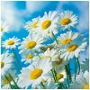 Obrúsky TaT 33x33cm Sun Daisies