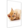 Vertikálny foto obraz akrylový do obývačky Malá červená mačka 50x100 cm