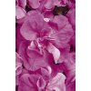Petunia Multiflora Double, Duo Series F1 Lavender 1000 semien