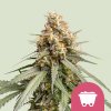 Royal Queen Seeds Feminizované semená kanabisu Shining Silver Haze 3 ks