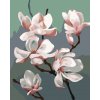 ZUTY Maľovanie podľa čísel - MAGNÓLIA (MYROSLAVA VOLOSCHUK) Rámovanie: vypnuté plátno na rám, Rozmer: 40x50 cm