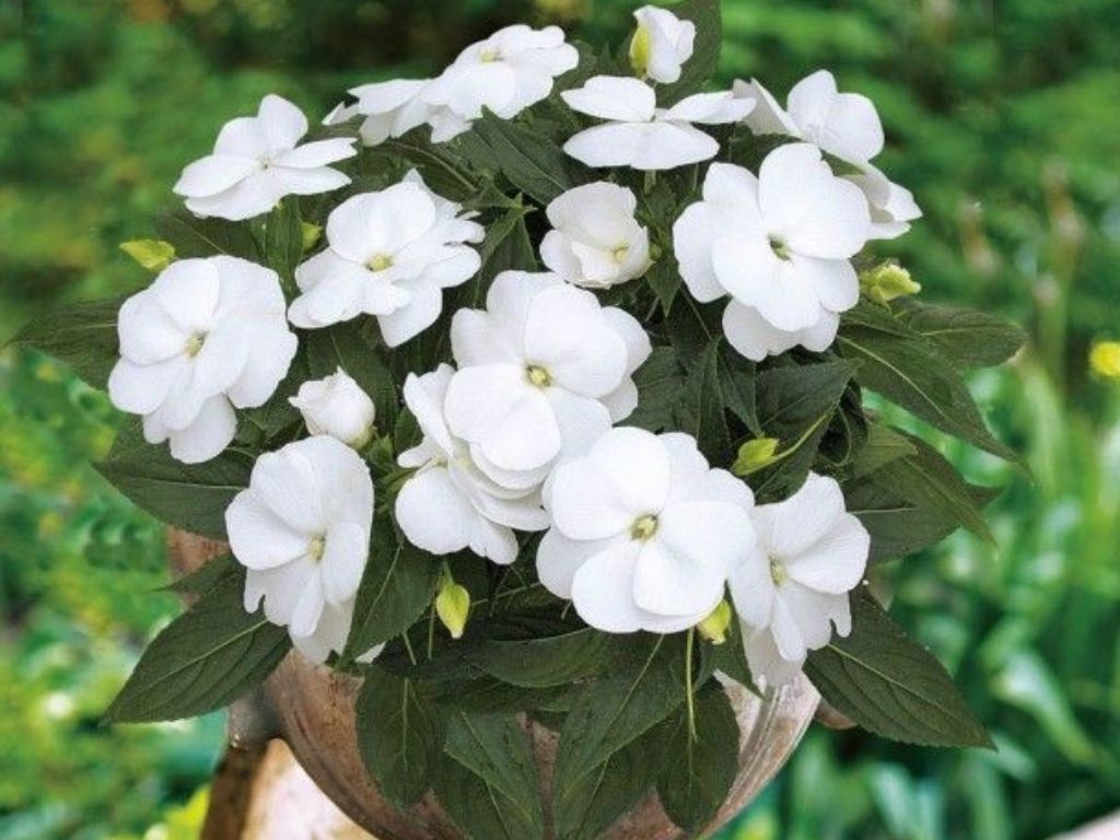 Netýkavka Impatiens Nová Guinea Moorea, kont. 0,7 l