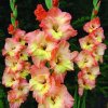 Gladiolus Drama
