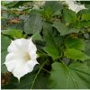 Anjelské trumpetky - Durman obyčajný - Datura stramonium - semiačka - 5 ks