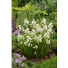 Hyacintovec 'Hispanica white' 10 ks