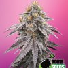 Bomb Seeds - Runtz Bomb 5 ks - semená neobsahujú THC