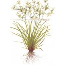 Cyperus helferi