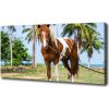 Foto obraz na plátne do obývačky Strakatý kôň 100x50 cm