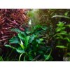 Bucephalandra pygmaea “Bukit Kelam“
