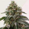 Kera Seeds - Royal Queen Diamond 1 ks - Semená neobsahujú THC