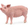 Schleich zvieratko - prasa