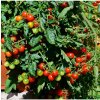 Paradajka kokteilová Primabella - Solanum lycopersicum - semená - 6 ks