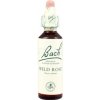 Wild Rose - Planá šípková ruža 20 ml - bachove kvapky
