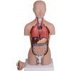 Erler Zimmer Ľudské torzo – 16-dielny zmenšený model