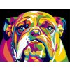 Amparo Miranda® Maľovanie podľa čísiel Buldog