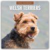 Welsh Terriers Welsh Terrier 16-Monats 2026