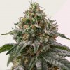 Kera Seeds - Greengo Bio Haze 5 ks - Semená neobsahujú THC