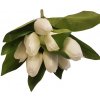 Tulipány kytica x9 krémová 33cm umelá
