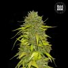 Bulk Seed Bank - Ak 500 ks - semená neobsahujú THC