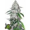 Fast Buds Cannabis Seeds West Coast O.G. Auto 5 ks