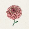 Jora Dahl Zinnia elegans 