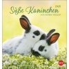 Süße Kaninchen Postkarten 2026