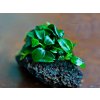 Anubias nana micro