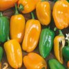 Paprika ročná Hamík - Capsicum annuum - semená - 20 ks