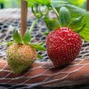 Jahoda stáleplodiaca Ariba Deep Rose F1 - Fragaria ananassa - semená - 10 ks