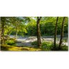 Foto obraz sklenený horizontálny Rieka v lese 100x50 cm