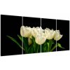Biele tulipány - obraz (Obraz 160x80cm)
