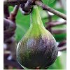 Ficus Carica ´ Brown Turkey´ Clt.2