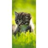 Samolepiace fototapety Dimex Mačiatko 95 x 210 cm D028 (Fototapeta na dvere)